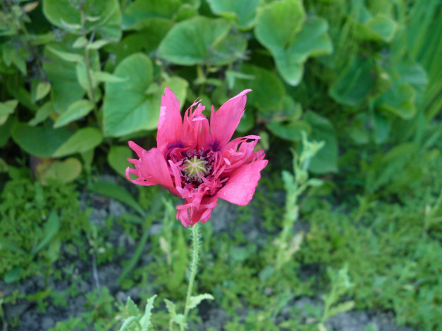 Обои картинки фото цветы, маки