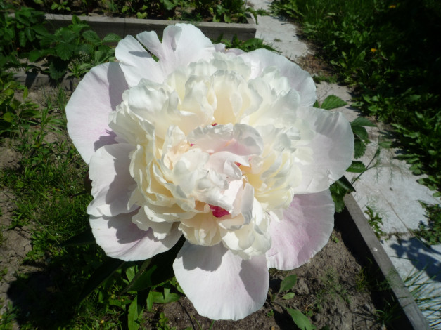 Обои картинки фото цветы, пионы