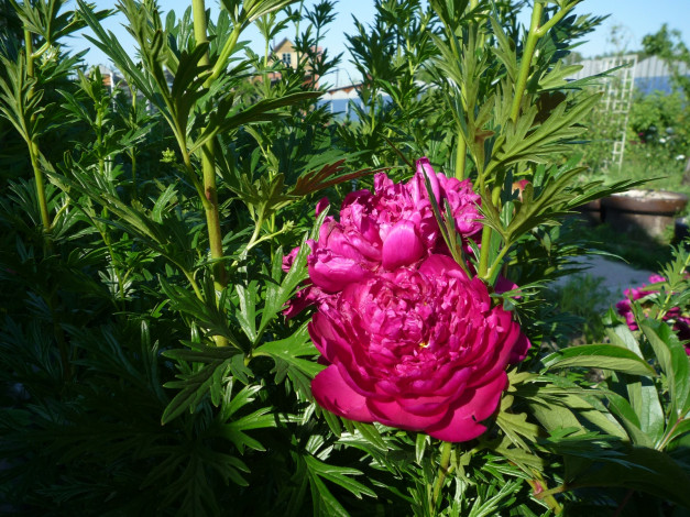 Обои картинки фото цветы, пионы