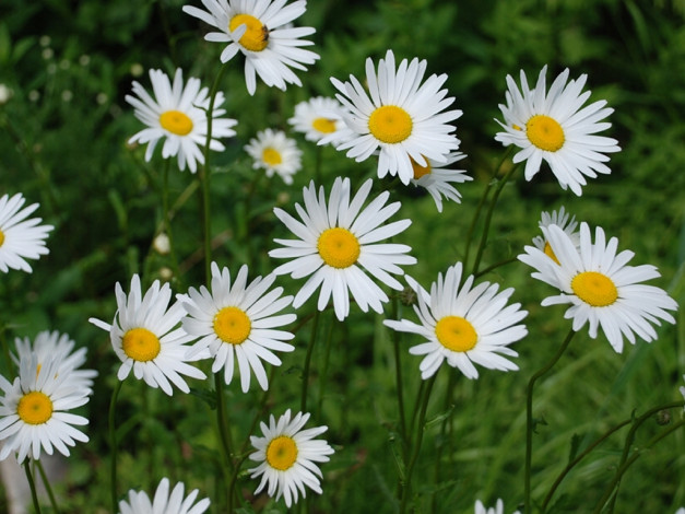 Обои картинки фото цветы, ромашки