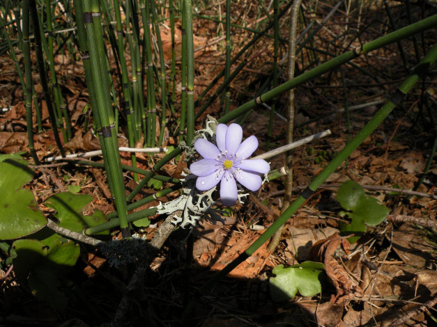 Обои картинки фото цветы, ветреницы, печёночницы
