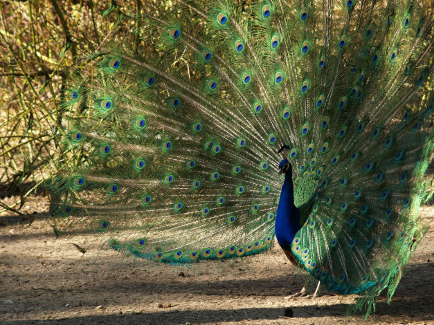 Обои картинки фото птица, павлин, животные, павлины