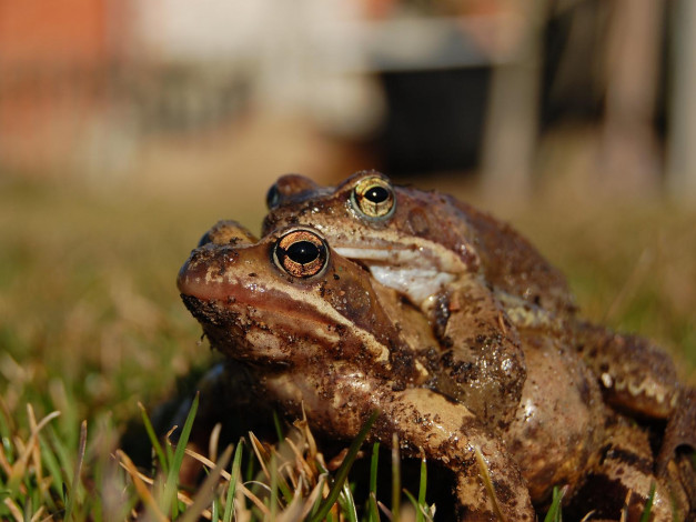 Обои картинки фото земноводное, жаба, животные, лягушки