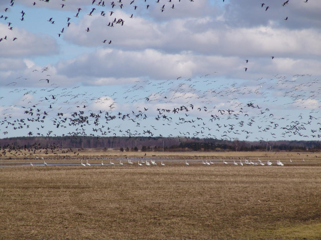 Обои картинки фото животные, птицы