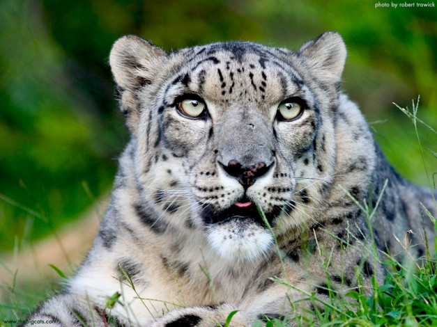 Обои картинки фото животные, снежный, барс, ирбис