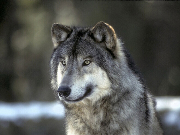 Обои картинки фото животные, волки