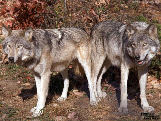 Обои картинки фото животные, волки