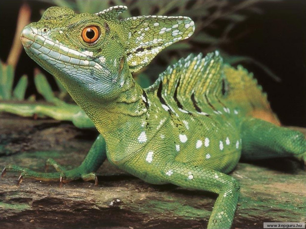 Обои картинки фото животные, Ящерицы, игуаны, вараны