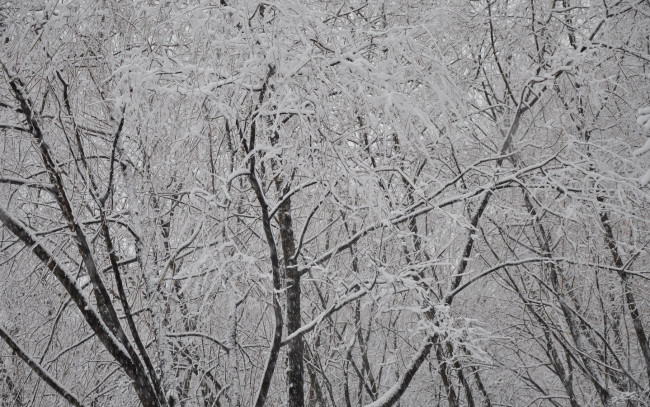 Обои картинки фото природа, деревья