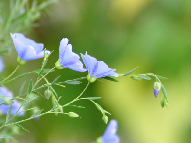 Обои картинки фото цветы, луговые, полевые