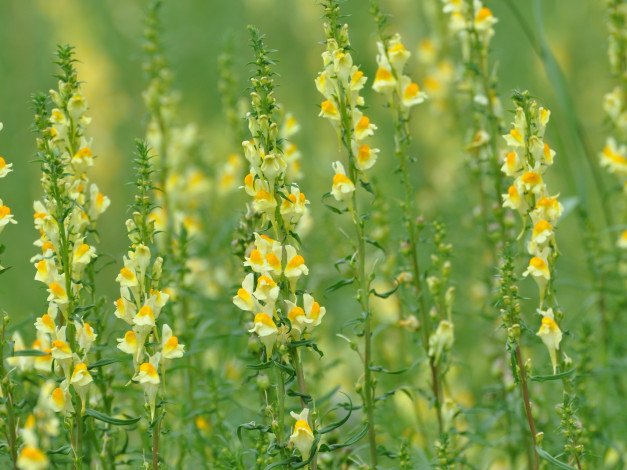 Обои картинки фото цветы, львиный, зев