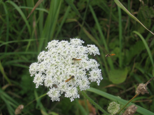 Картинка цветок цветы луговые полевые