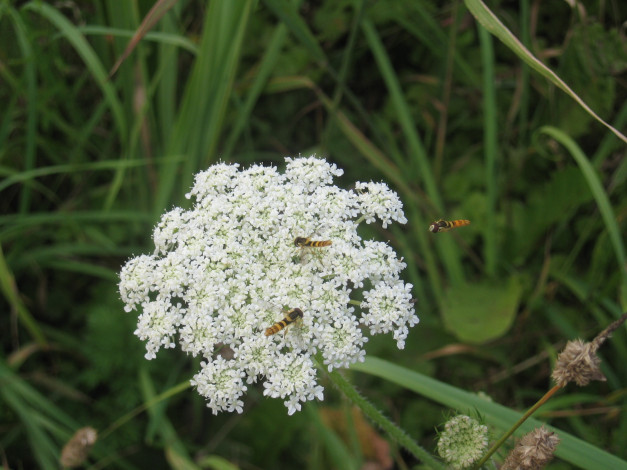 Обои картинки фото цветок, цветы, луговые, полевые
