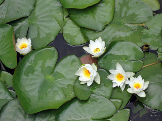 Обои картинки фото цветы, лилии, водяные, нимфеи, кувшинки, листья