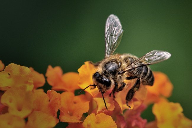 Обои картинки фото животные, пчелы, осы, шмели, пчела, цветок