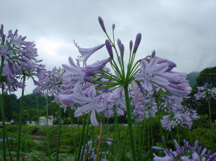 Картинка цветы агапантус африканская лилия синие лепестки