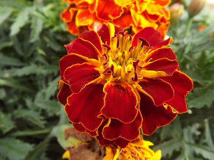 Картинка цветы бархатцы