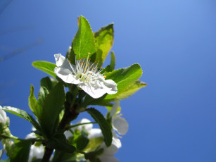 Картинка цветы цветущие деревья кустарники ветка