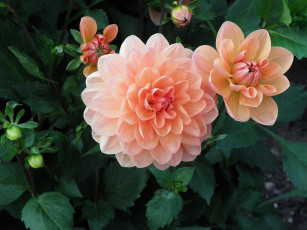 Картинка цветы георгины лепестки