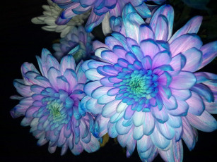 обоя цветы, хризантемы, цветок