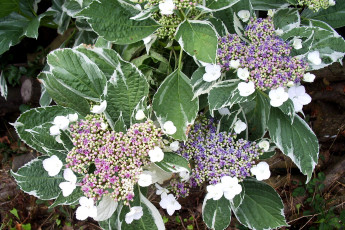 Картинка цветы гортензия листья