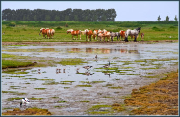 Картинка животные разные вместе лошади