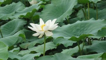 Картинка цветы лотосы лотос