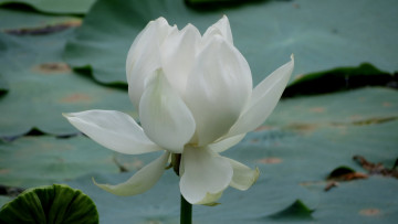 обоя цветы, лотосы, лотос