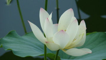 обоя цветы, лотосы, лотос