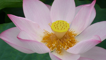 Картинка цветы лотосы лотос