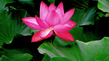 Картинка цветы лотосы лотос