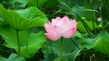 Картинка цветы лотосы лотос