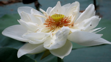 обоя цветы, лотосы, лотос