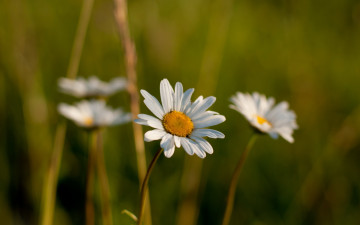 Картинка цветы ромашки