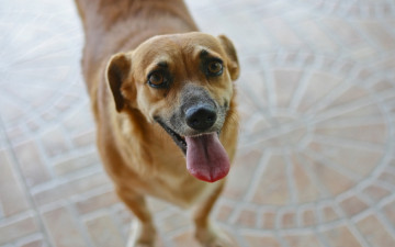 Картинка животные собаки взгляд собака