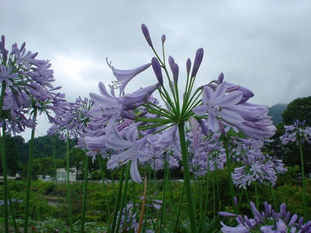 Обои картинки фото цветы, агапантус, африканская, лилия, синие, лепестки