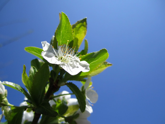 Обои картинки фото цветы, цветущие, деревья, кустарники, ветка