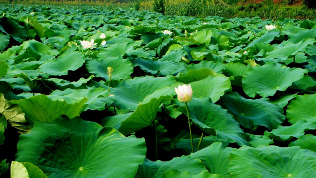 Обои картинки фото цветы, лотосы, лотос