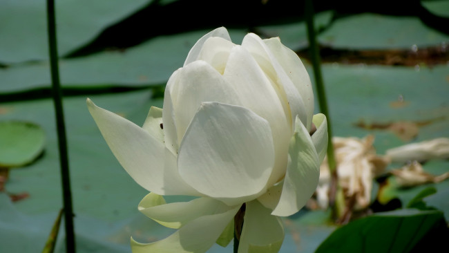 Обои картинки фото цветы, лотосы, лотос