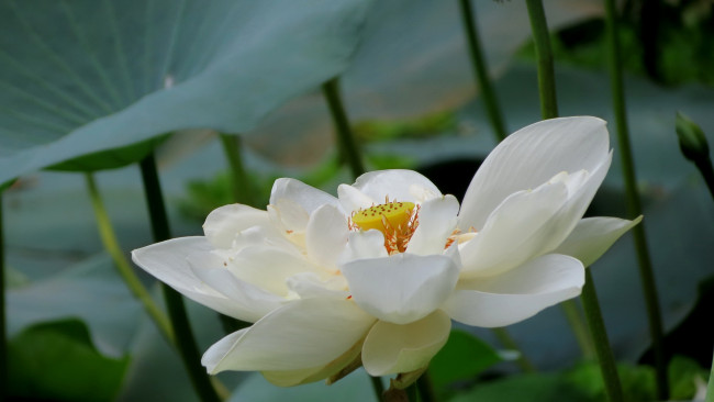 Обои картинки фото цветы, лотосы, лотос