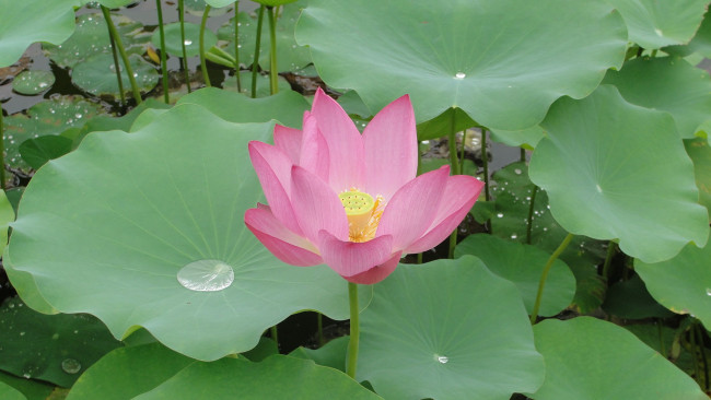 Обои картинки фото цветы, лотосы, лотос