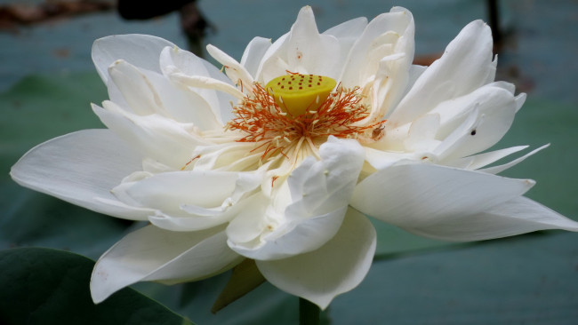 Обои картинки фото цветы, лотосы, лотос