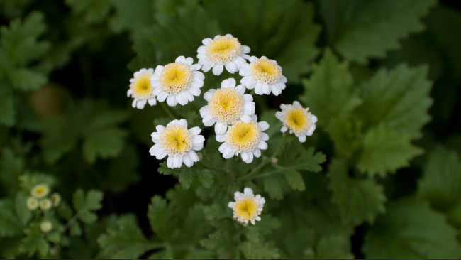 Обои картинки фото цветы, ромашки
