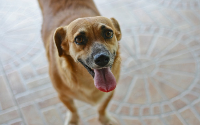 Обои картинки фото животные, собаки, взгляд, собака