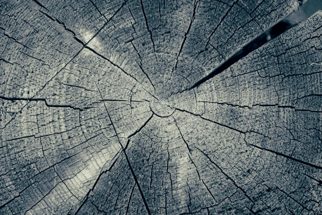 Обои картинки фото разное, текстуры, бревно