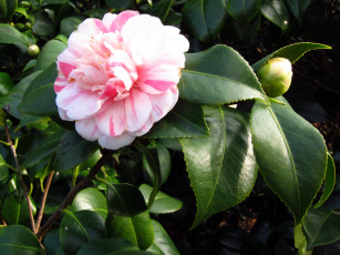 Картинка цветы камелии камелия