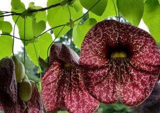 Картинка цветы экзотика