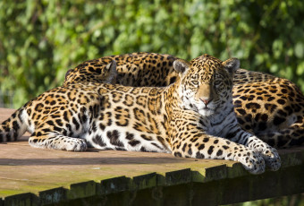 Картинка животные Ягуары пара ягуары отдых