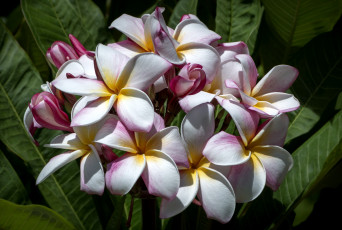 Картинка цветы плюмерия тропики