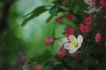 Картинка цветы цветущие деревья кустарники весна